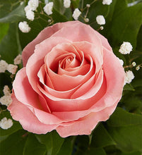 Load image into Gallery viewer, Ultimate Pretty Long Stem Roses
